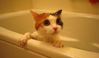 猫最多几天洗一次澡 猫多久洗一次澡